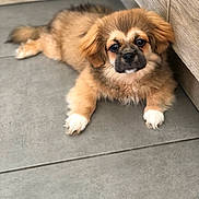 Aïko participe au concours pour gagner de l'argent avec cette photo : puppy, dog, cute, fluffy, pet, animal, indoor, floor, tile, brown, white_paws, young, lying_down, looking_at_camera, ears, fur, adorable, companion, domestic, corner