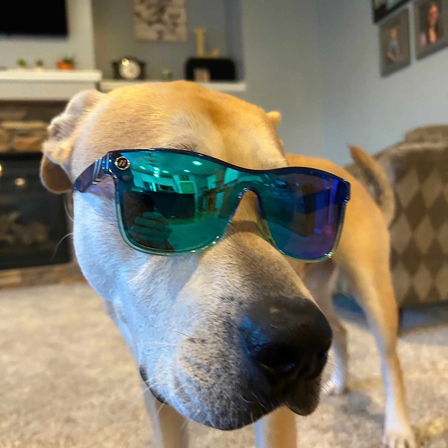 Billy joined the competition — help win amazing prizes! dog, sunglasses, indoor, carpet, living_room, furniture, reflection, brown_dog, pet, canine, cool, close_up, portrait, home, decor, window_reflection, snout, ears, tail, funny