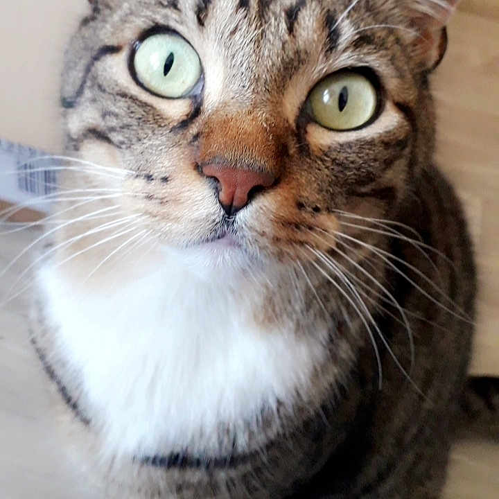 Pumba