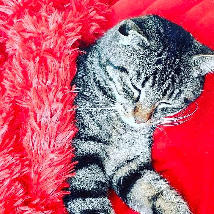 Pumba a rejoint le concours — aidez-le/la à gagner de superbes lots ! american_shorthair, american_wirehair, asian, california_spangled, carnivore, cat, claw, domestic_short_haired_cat, dragon_li, european_shorthair, felidae, fur, kitten, mammal, small_to_medium_sized_cats, snout, tabby_cat, tail, vertebrate, whiskers