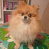 animal, bookshelf, brown, colorful, cozy, cute, dog, dolls, flower_pattern, fluffy, fur, indoor, mat, pet, pomeranian, portrait, shelf, sitting, small_dog, white