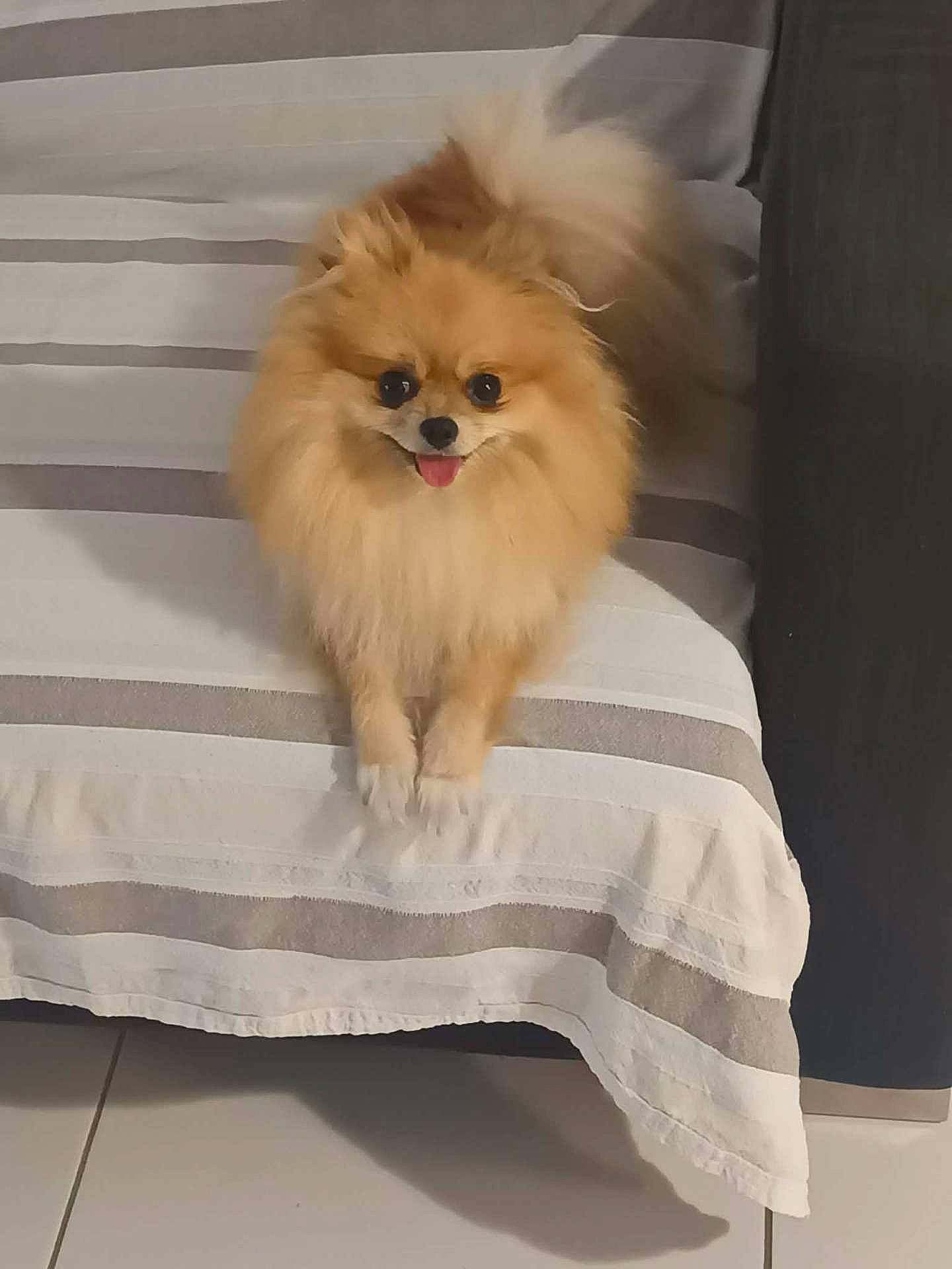 Vanille