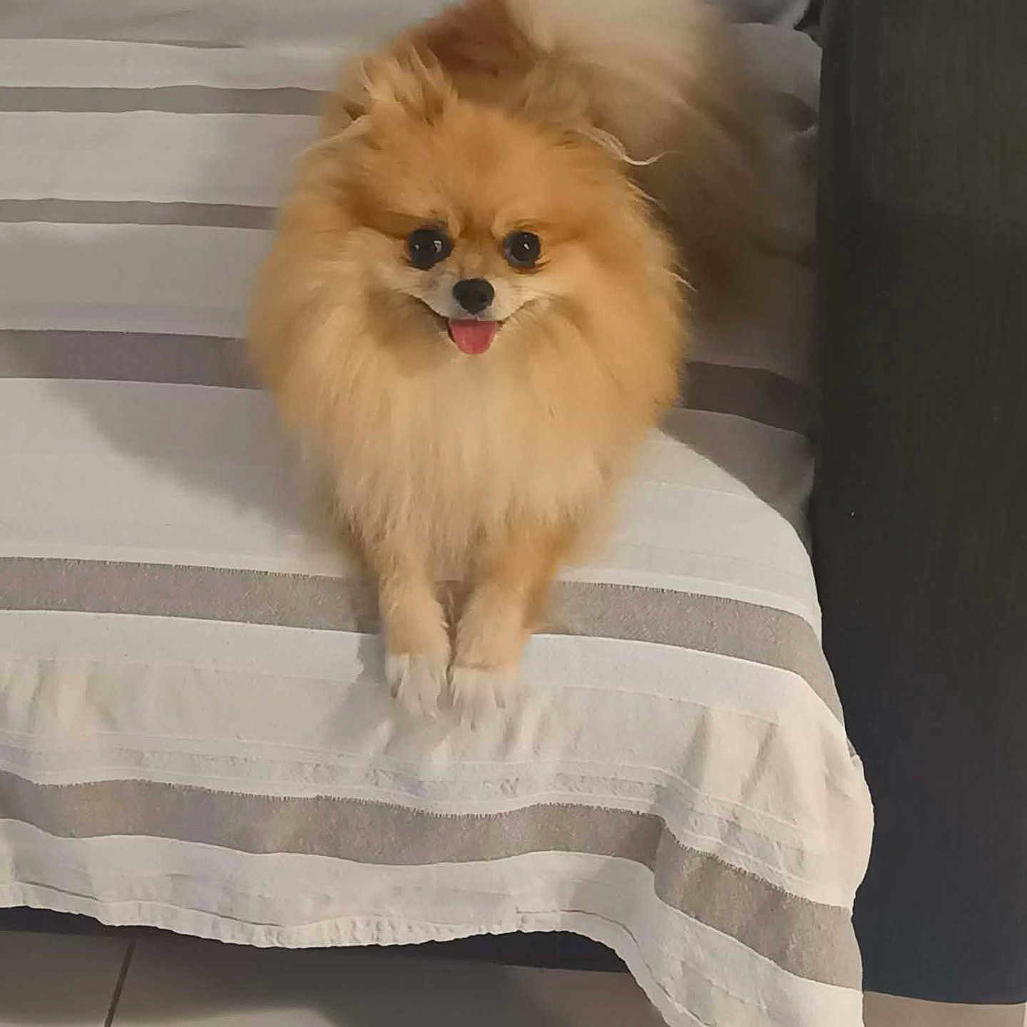 Vanille
