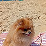 animal, beach, dog, happy, leash, ocean, outdoor, people, pet, pomeranian, relaxing, sand, seaside, sky, summer, sunny, towel, umbrella, vacation, water