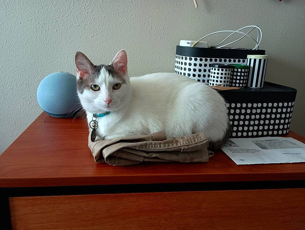 Daffodil joined the competition — help win amazing prizes! carnivore, cat, cat_supply, comfort, desk, domestic_short_haired_cat, felidae, fur, furniture, grey, hardwood, home_appliance, linens, pet_supply, room, small_to_medium_sized_cats, table, tail, whiskers, wood