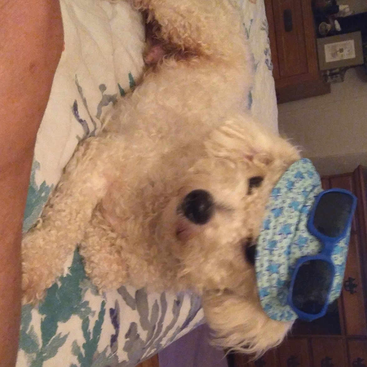 Bentley joined the competition — help win amazing prizes! bear, blue, canidae, carnivore, companion_dog, dog_breed, fawn, fur, home_appliance, human_leg, kitchen_appliance, nose, plush, snout, sporting_group, stuffed_toy, teddy_bear, toy, wool, working_animal