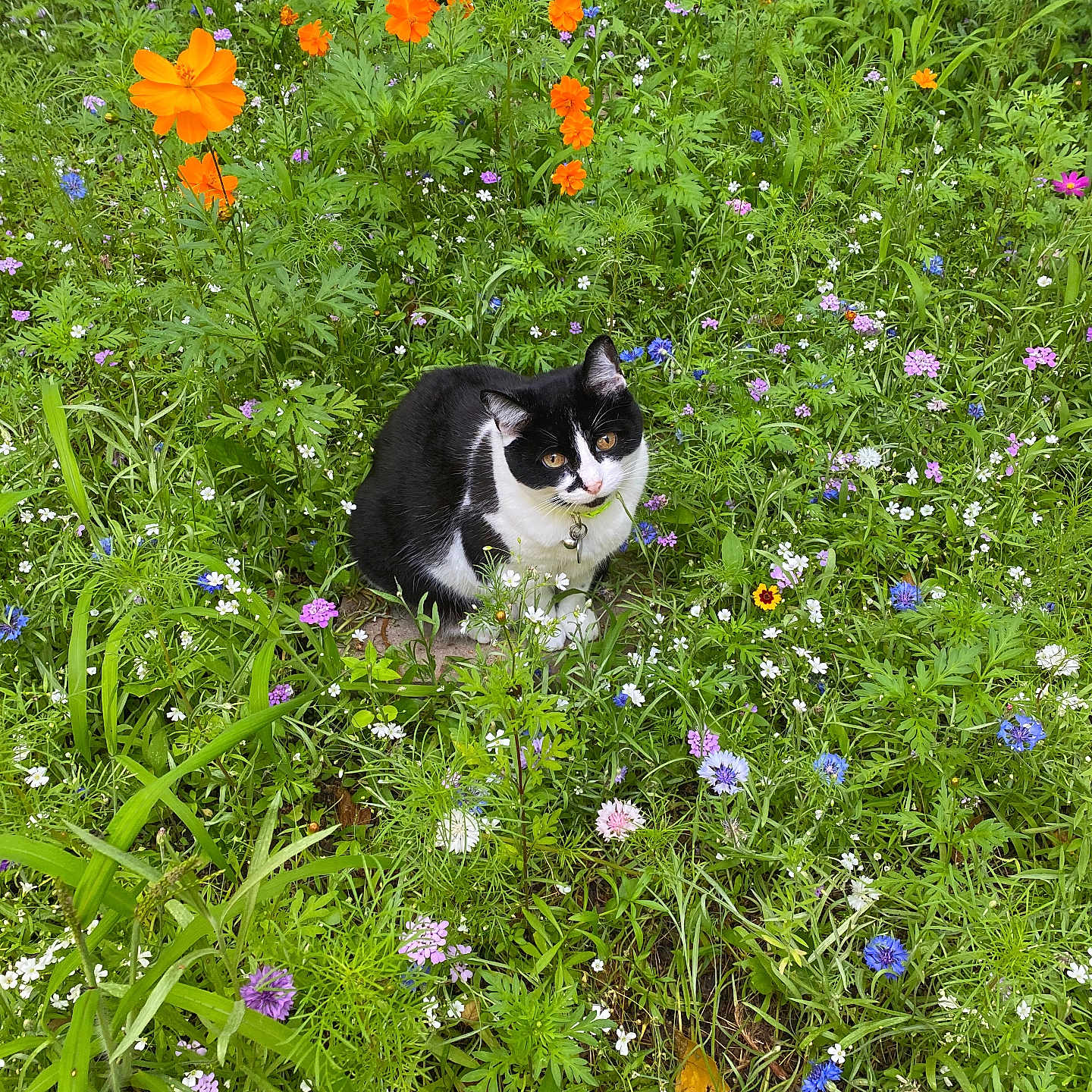 Momo is registered to the contest to win money with this photo: anemone, animal, cat, countryside, daisy, field, flower, garden, geranium, grass, grassland, herbal, herbs, leaf, meadow, nature, outdoors, petal, plant, rural