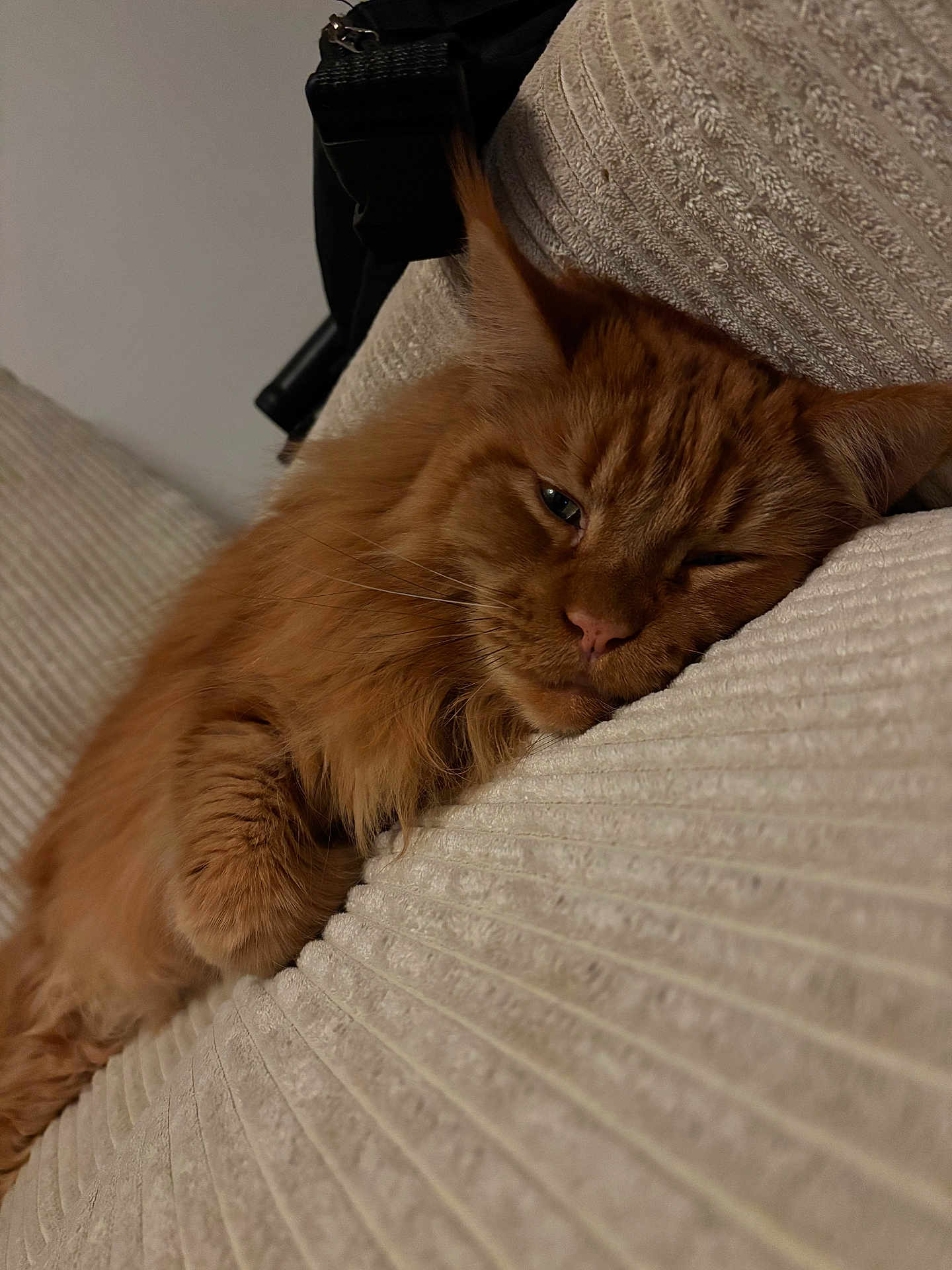 Rufina participe au concours pour gagner de l'argent avec cette photo : cat, ginger_cat, fluffy, pet, relaxed, sleepy, couch, indoor, furniture, close_up, whiskers, fur, texture, resting, cozy, domestic_animal, mammal, cute, eyelid, animal