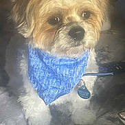 Paxton joined the competition — help win amazing prizes! dog, small_dog, fluffy, bandana, blue_bandana, pet, animal, indoor, blanket, cute, fur, leash, tag, closeup, sitting, domestic_animal, companion, adorable, face, eyes