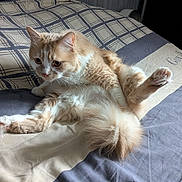 Miky a rejoint le concours — aidez-le/la à gagner de superbes lots ! animal, bed, cat, cozy, curious, cute, feline, fluffy, grooming, home, indoor, orange_cat, paw, pet, plaid_blanket, relaxed, resting, soft_light, tail, white_fur