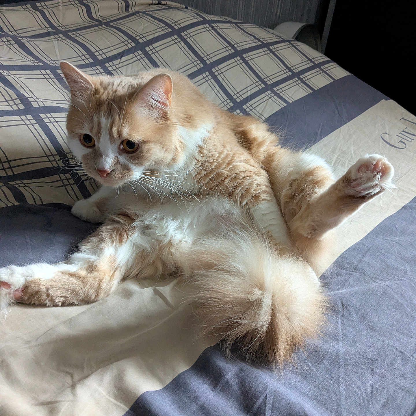 Miky
