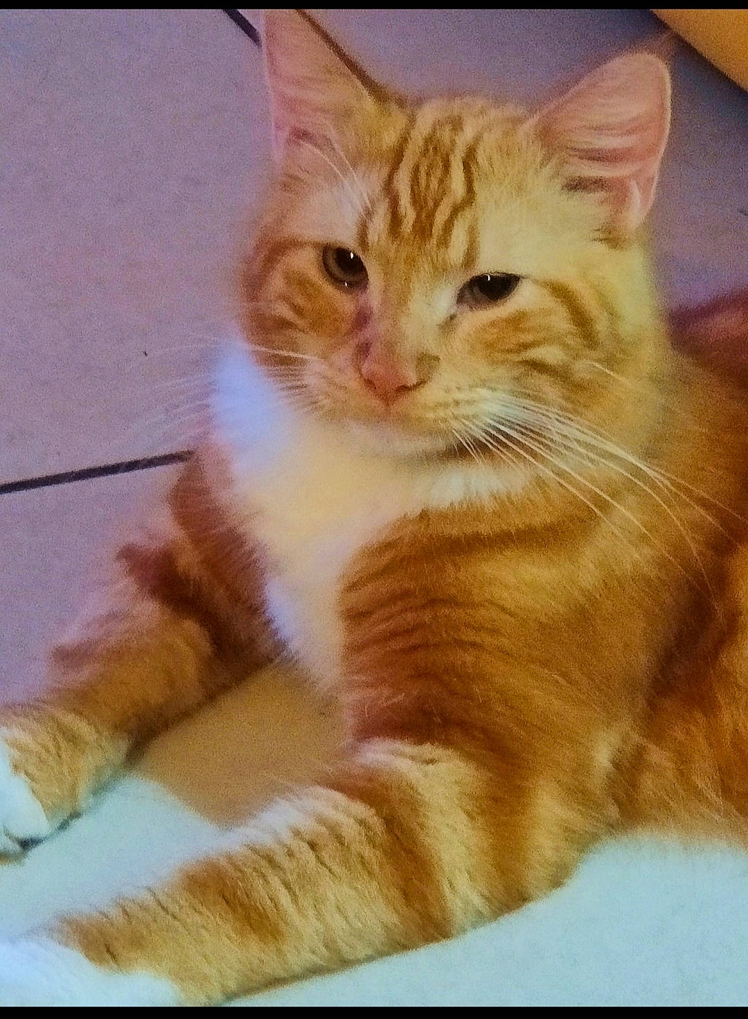 Helios participe au concours pour gagner de l'argent avec cette photo : carnivore, cat, claw, domestic_short_haired_cat, fawn, felidae, fur, gesture, paw, peach, rectangle, small_to_medium_sized_cats, tail, whiskers, window, wood