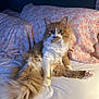 animal, bed, cat, comfort, cozy, cute, domestic, feline, floral_pattern, fluffy, fur, ginger, indoor, looking, pet, pillow, relaxed, sitting, soft, white