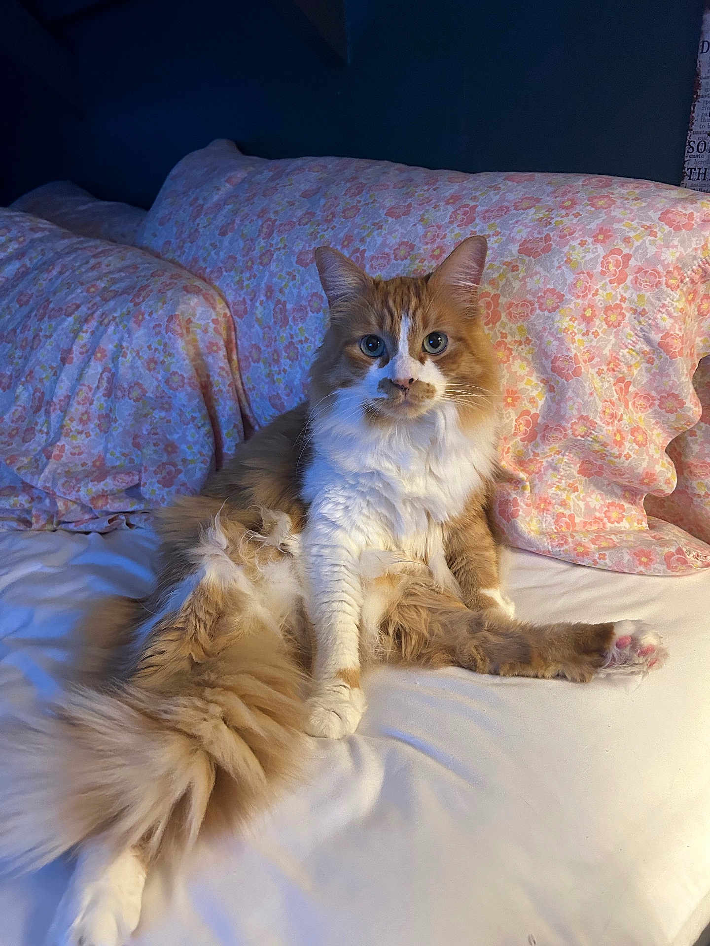 Simba