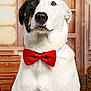 Arley participe au concours pour gagner de l'argent avec cette photo : dog, bow_tie, pet, portrait, white_fur, black_patch, brown_eyes, indoor, wooden_background, collar, close_up, animal, cute, formal, sitting, mammal, domestic_animal, canine, adorable, furry