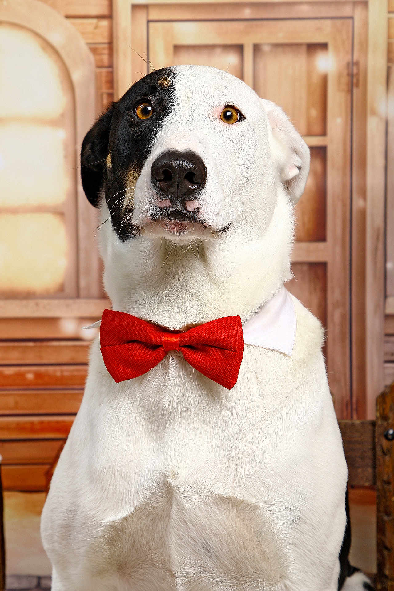 Arley participe au concours pour gagner de l'argent avec cette photo : dog, bow_tie, pet, portrait, white_fur, black_patch, brown_eyes, indoor, wooden_background, collar, close_up, animal, cute, formal, sitting, mammal, domestic_animal, canine, adorable, furry