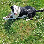 Arley a rejoint le concours — aidez-le/la à gagner de superbes lots ! dog, grass, outdoor, flower, daisy, pet, animal, nature, sunlight, playful, stick, lying_down, black_and_white, canine, summer, greenery, daytime, tongue_out, relaxed, park