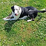 dog, grass, outdoor, flower, daisy, pet, animal, nature, sunlight, playful, stick, lying_down, black_and_white, canine, summer, greenery, daytime, tongue_out, relaxed, park