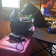 Axle is registered to the contest to win money with this photo: carpet, collar, cord, curiosity, curtains, dog, furniture, game_controller, household_items, indoor, kitten, living_room, ottoman, pet, remote_control, side_view, sitting, table, television, window