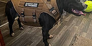 Axle is registered to the contest to win money with this photo: animal, architecture, bag, baggage, ball, canine, dog, dogbed, hardwood, indoors, interiordesign, person, pet, policedog, sport, stainedwood, tennis, tennisball, walkingdog, wood
