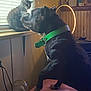 Axle joined the competition — help win amazing prizes! animal_interaction, black_dog, cat, cozy, curious, dog, domestic, furniture, green_collar, household, indoor, lamp, natural_light, pet, pets, side_view, tabby_cat, window_blinds, windowsill, wood_paneling