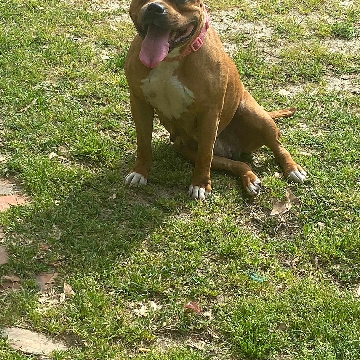 Strawberryshortcake