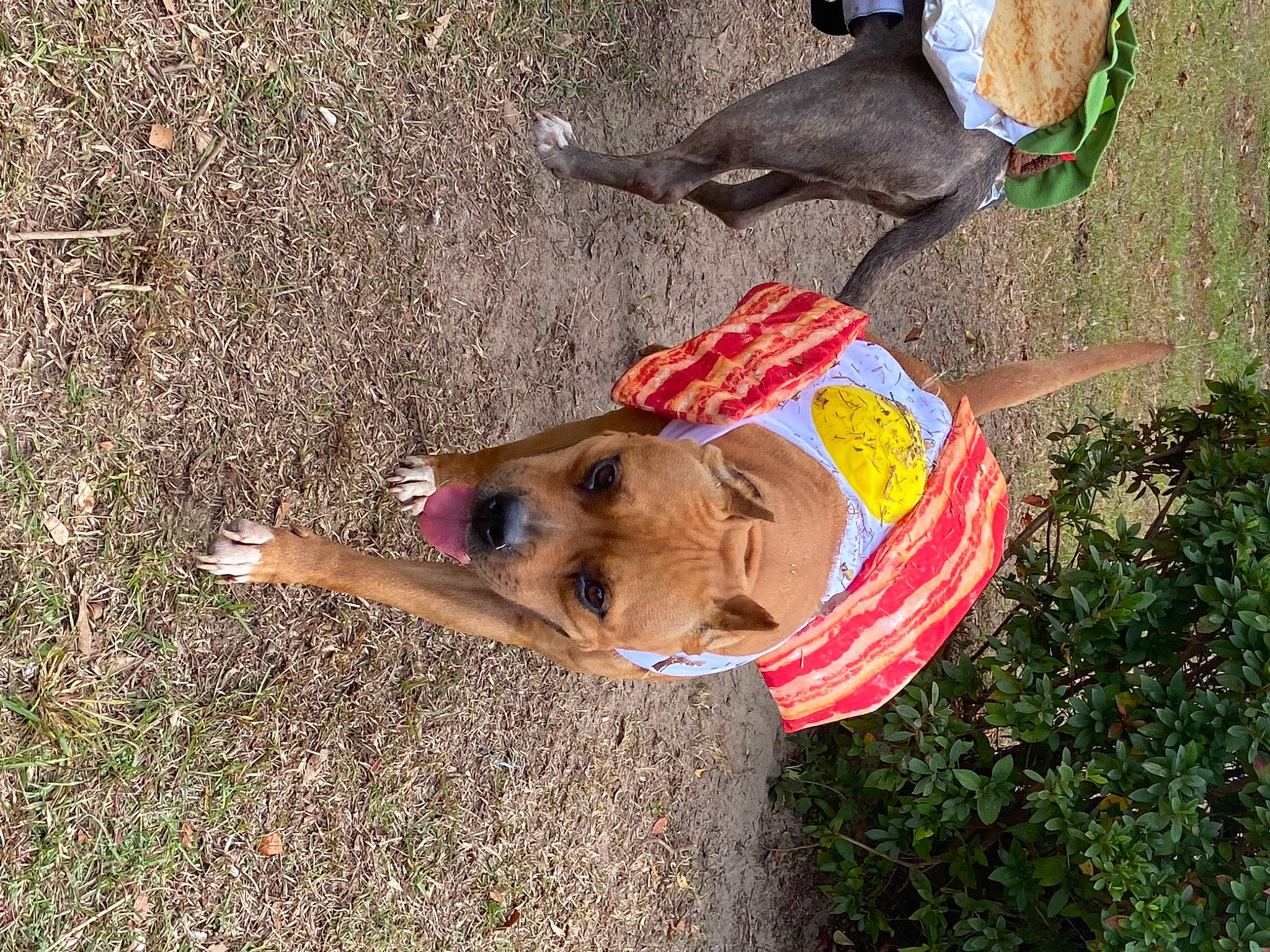 Strawberryshortcake is registered to the contest to win money with this photo: canidae, carnivore, companion_dog, dog, dog_breed, fawn, grass, human_leg, plant, snout, soil, sporting_group, tree, vertebrate, working_animal