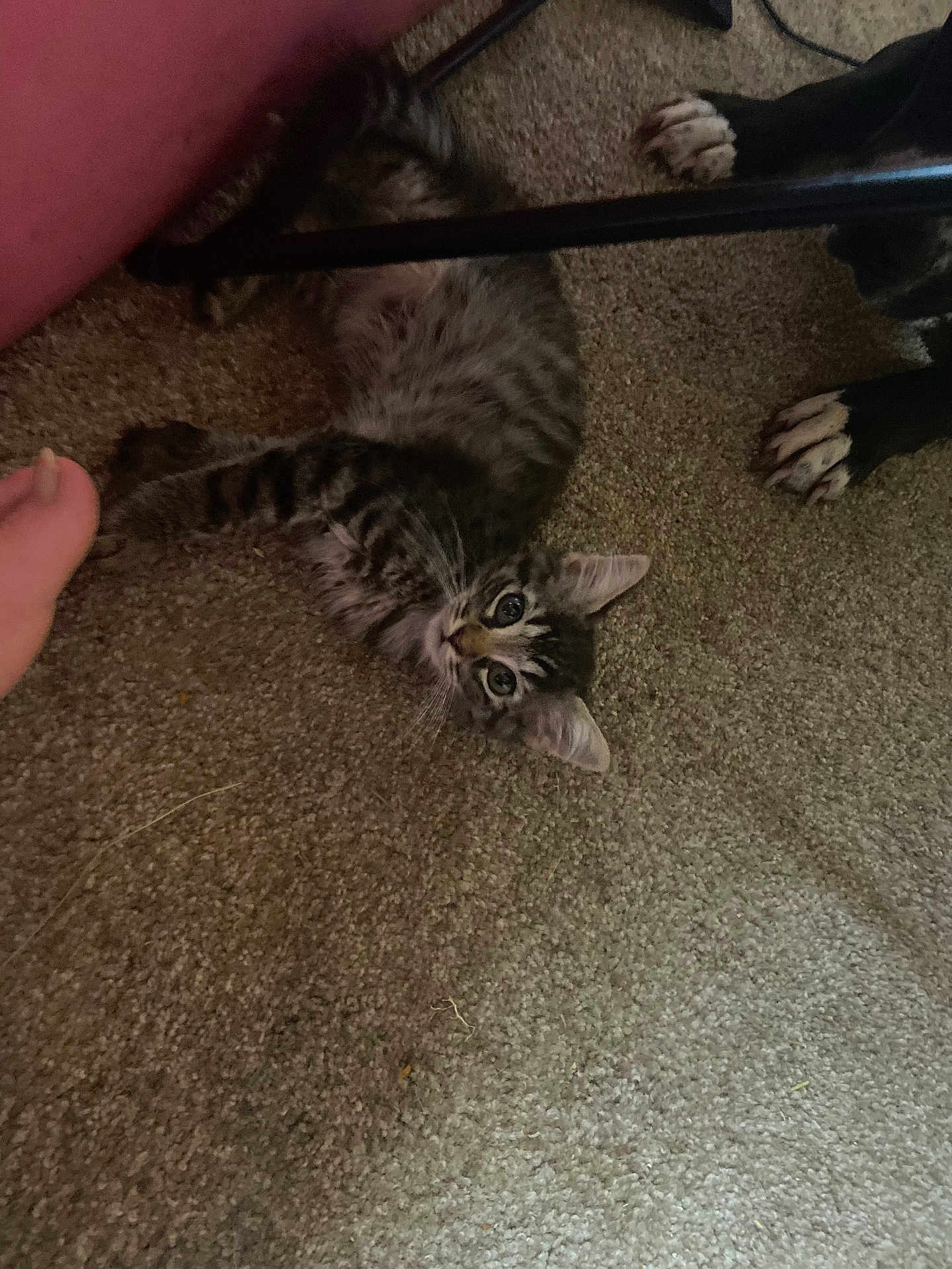 June joined the competition — help win amazing prizes! kitten, cat, carpet, paw, toe, dog_paw, furniture_leg, indoor, pet, animal, tabby, stretching, curious, closeup, floor, household, cute, playful, young, domestic