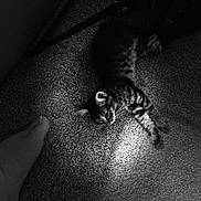 June joined the competition — help win amazing prizes! kitten, cat, dog, carpet, foot, indoor, black_and_white, pet, animal, stretching, shadow, light, curious, feline, canine, cozy, floor, paw, home, companion