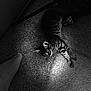animal, black_and_white, canine, carpet, cat, companion, cozy, curious, dog, feline, floor, foot, home, indoor, kitten, light, paw, pet, shadow, stretching