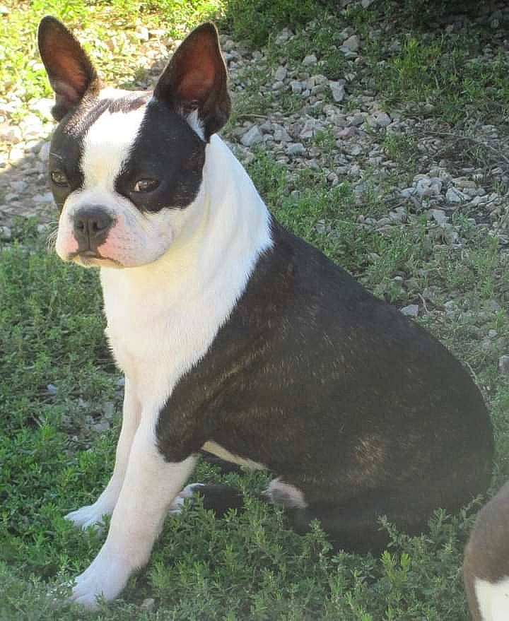 Memphis participe au concours pour gagner de l'argent avec cette photo : boston_terrier, bulldog, canidae, carnivore, collar, companion_dog, dog, dog_breed, dog_collar, ear, fawn, french_bulldog, grass, plant, snout, sporting_group, tail, terrestrial_animal, whiskers, working_animal