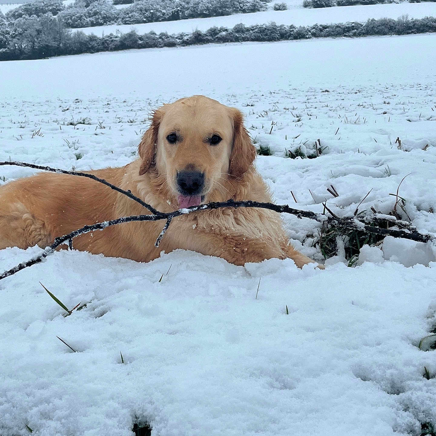 Radar participe au concours pour gagner de l'argent avec cette photo : animal, canine, chewing, cold, daytime, dog, field, fur, golden_retriever, grass, landscape, lying_down, nature, outdoor, pet, playful, snow, stick, tree, winter