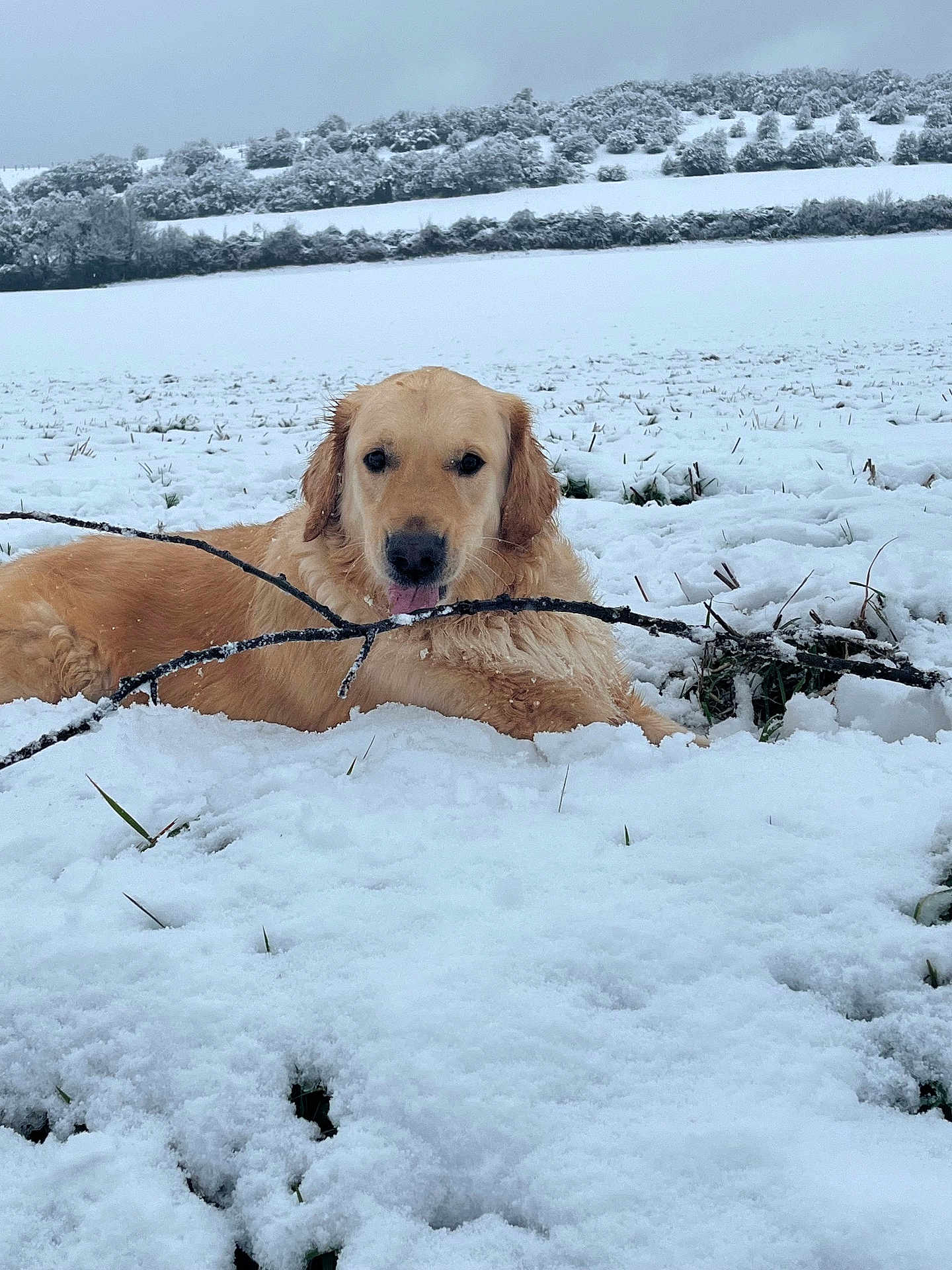 Radar participe au concours pour gagner de l'argent avec cette photo : dog, golden_retriever, snow, stick, outdoor, field, winter, animal, pet, landscape, grass, nature, playful, canine, cold, fur, lying_down, chewing, tree, daytime