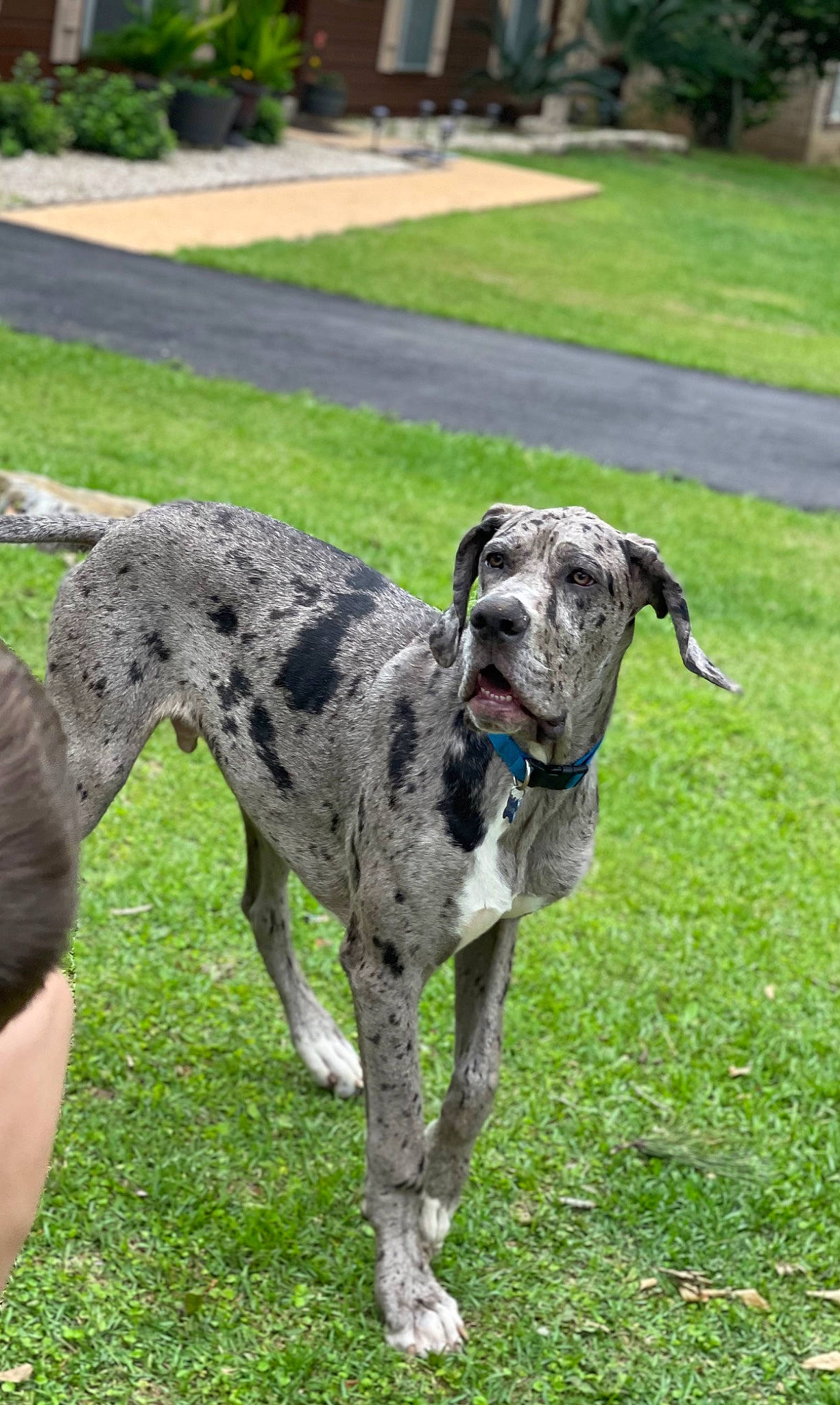 Sir Duke joined the competition — help win amazing prizes! canidae, cargo_pants, carnivore, collar, companion_dog, dog, dog_breed, dog_collar, dog_supply, grass, guard_dog, gun_dog, hunting_dog, military_camouflage, non_sporting_group, plant, snout, sporting_group, working_animal, working_dog