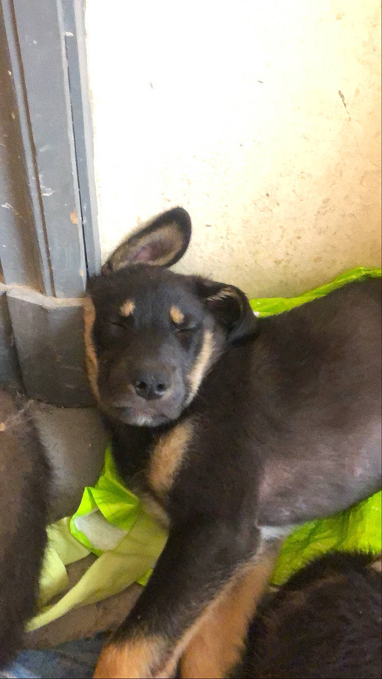 Café participe au concours pour gagner de l'argent avec cette photo : canidae, carnivore, companion_dog, dog, dog_breed, ear, fawn, fur, non_sporting_group, puppy, snout, sporting_group, tail, terrestrial_animal, whiskers, working_animal, working_dog