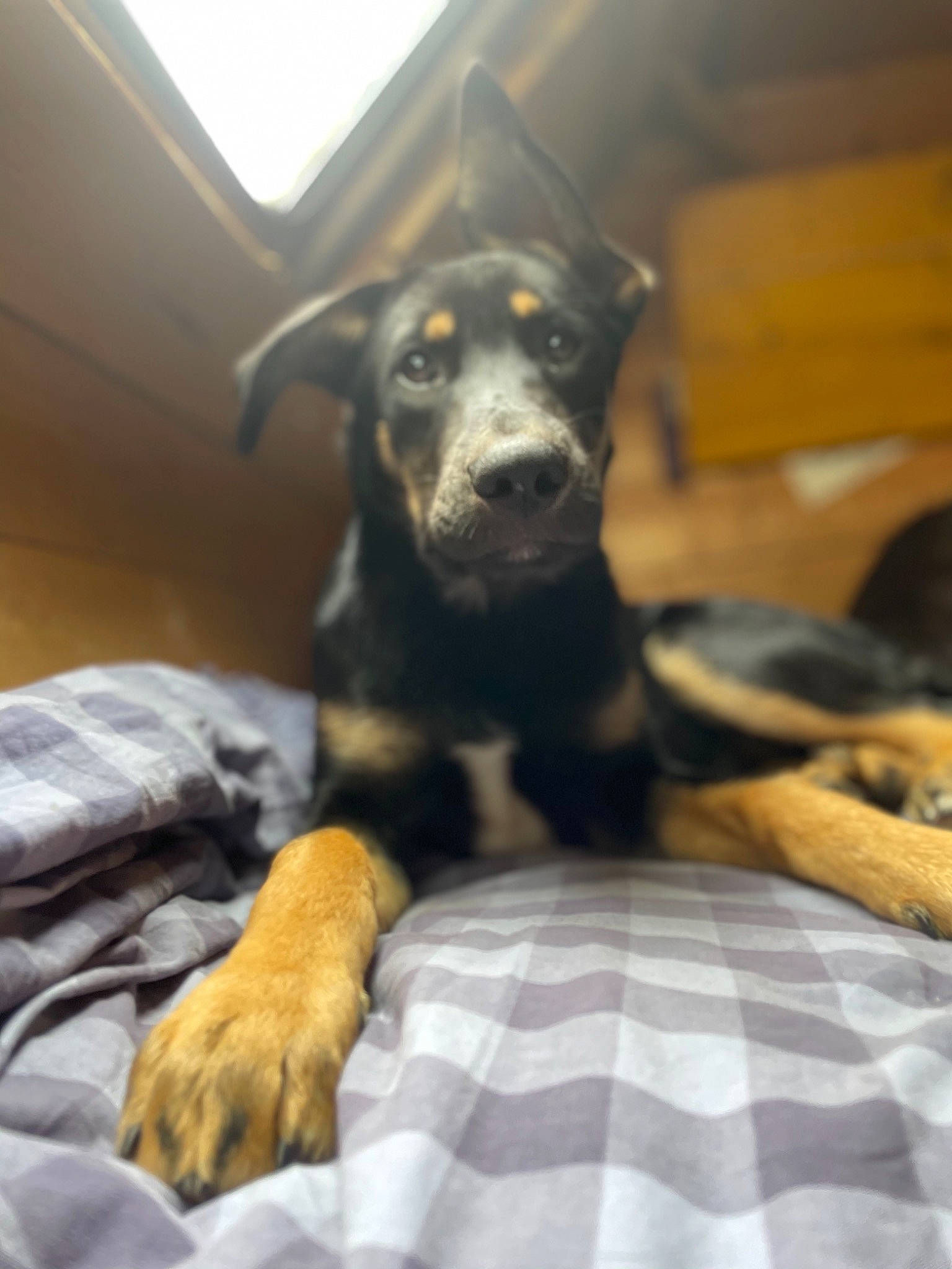 Café a rejoint le concours — aidez-le/la à gagner de superbes lots ! bed, carnivore, comfort, companion_dog, dog, dog_breed, fawn, fur, grey, guard_dog, hardwood, linens, snout, sporting_group, terrestrial_animal, toy_dog, whiskers, wood, working_animal, working_dog