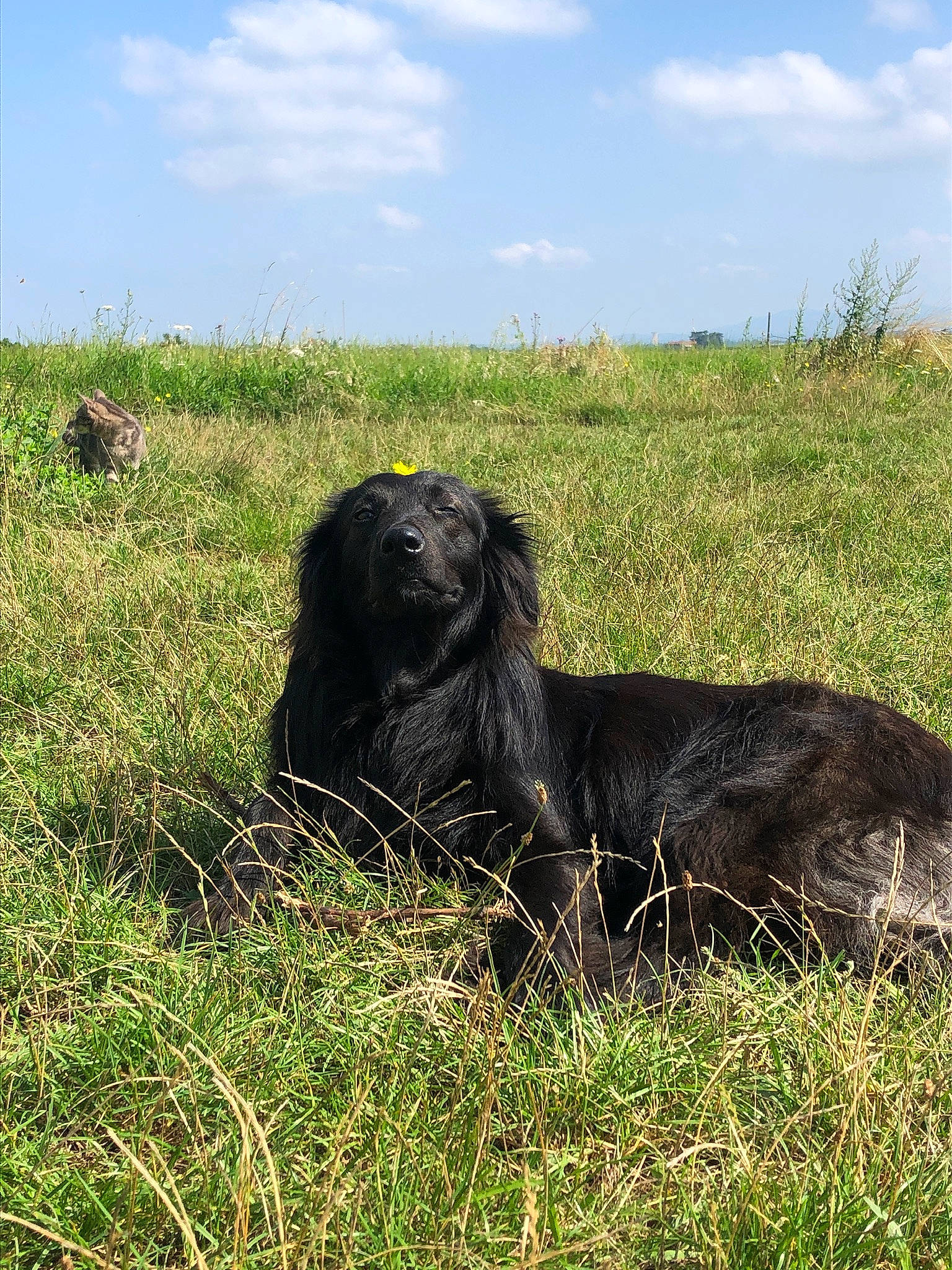 Aka participe au concours pour gagner de l'argent avec cette photo : bovine, canidae, carnivore, cloud, companion_dog, dog_breed, eye, grass, grassland, gun_dog, landscape, liver, natural_landscape, plant, prairie, sky, snout, sporting_group, terrestrial_animal, working_animal