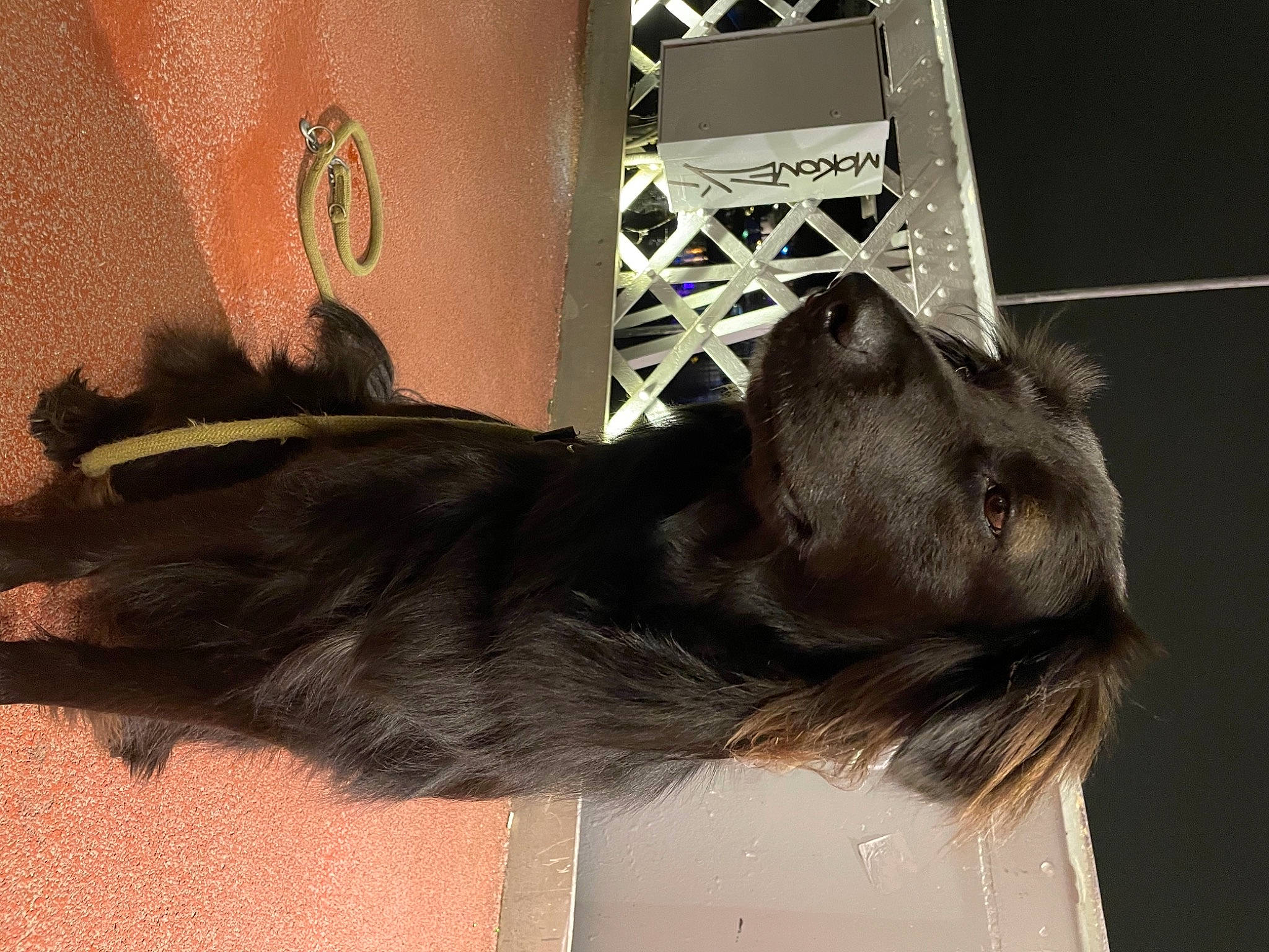 Aka participe au concours pour gagner de l'argent avec cette photo : black_cat, borador, canidae, carnivore, collar, companion_dog, dog, dog_breed, dog_collar, fawn, fur, gun_dog, liver, retriever, snout, sporting_group, tail, tints_and_shades, whiskers, working_animal