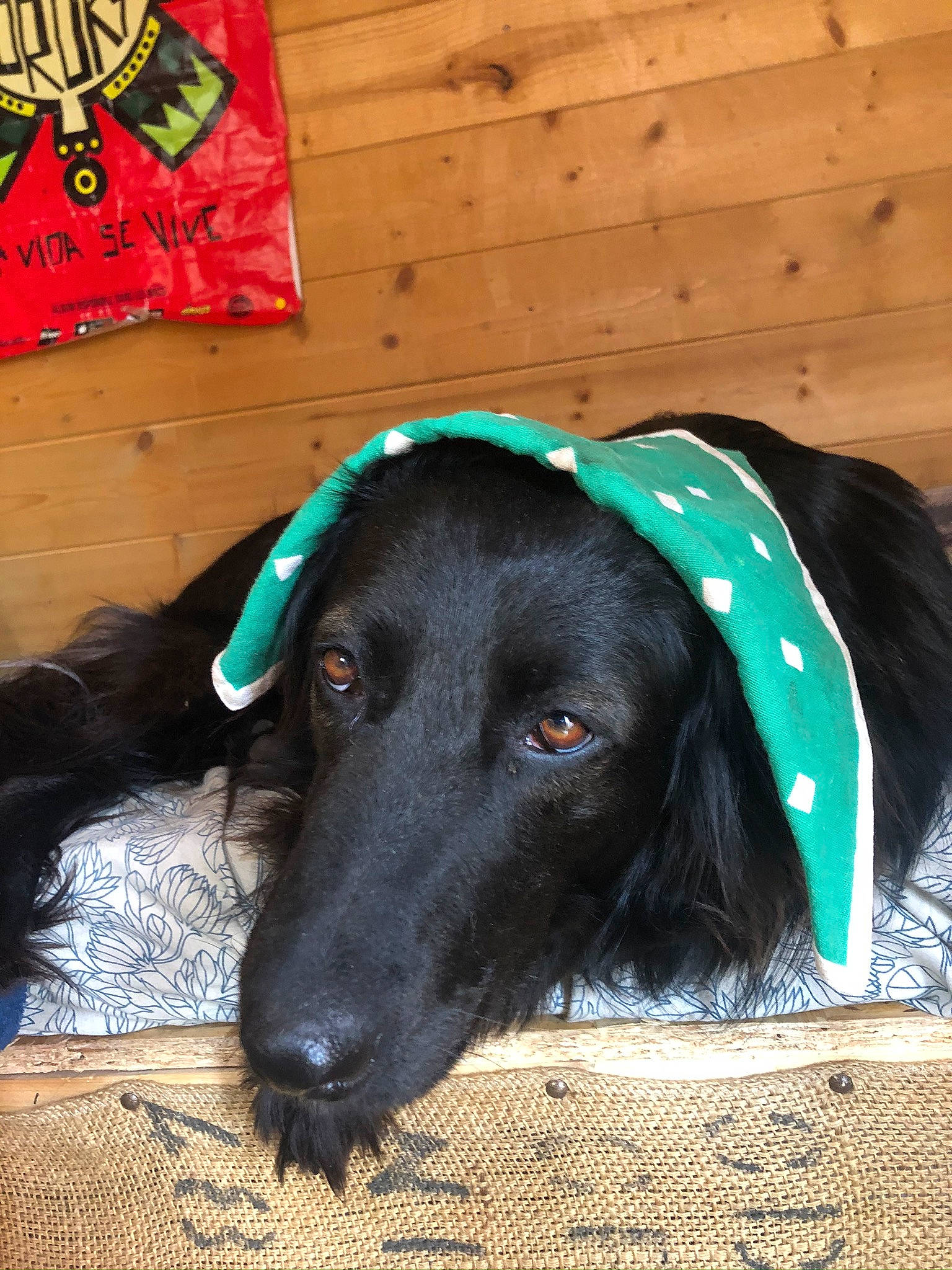 Aka participe au concours pour gagner de l'argent avec cette photo : borador, canidae, carnivore, collar, companion_dog, dog, dog_breed, dog_collar, dog_supply, ear, fur, green, hat, liver, pet_supply, snout, sporting_group, whiskers, wood, working_animal