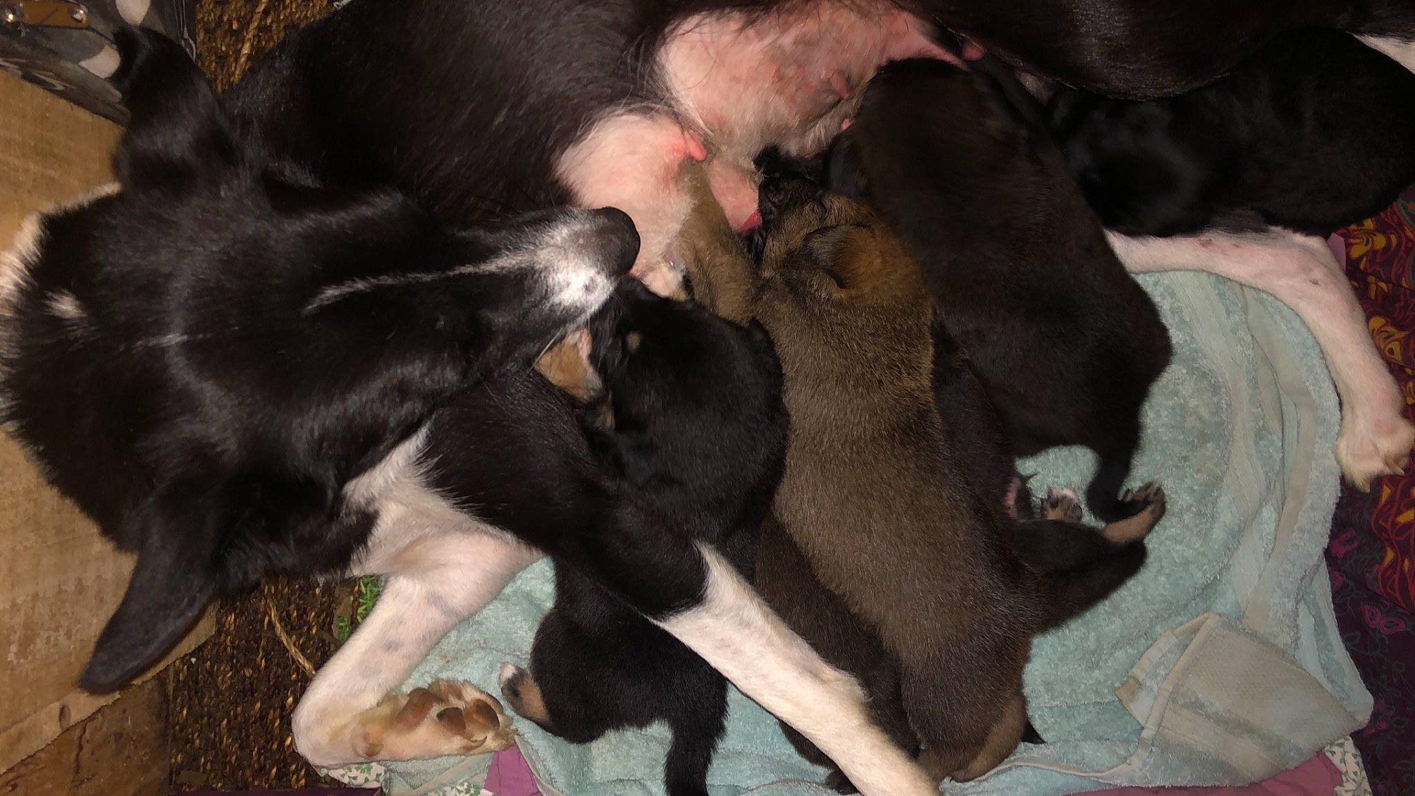 Soja participe au concours pour gagner de l'argent avec cette photo : borador, canidae, carnivore, comfort, companion_dog, dog, dog_breed, fur, guard_dog, liver, non_sporting_group, snout, sporting_group, tail, terrestrial_animal, working_animal