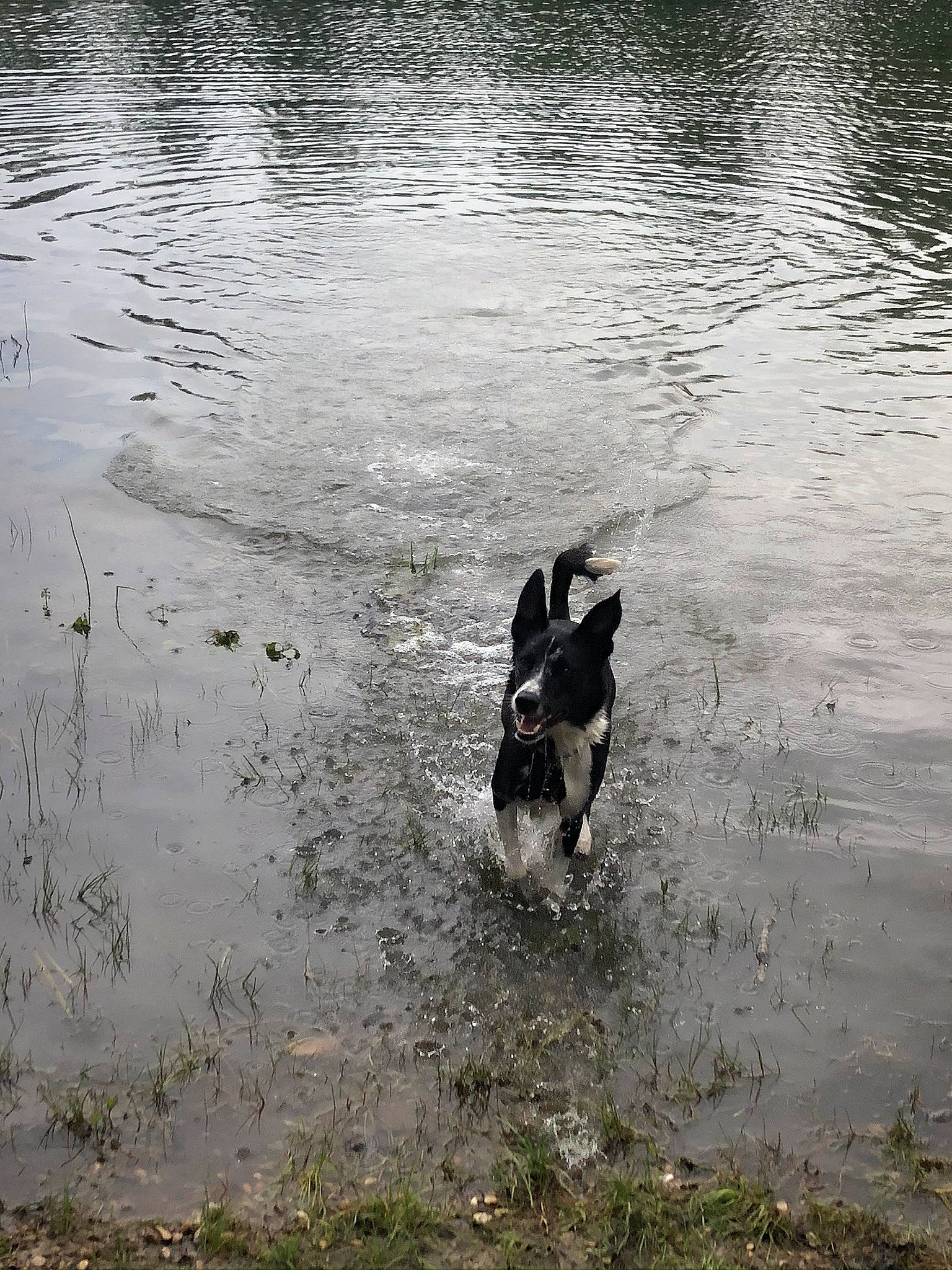Soja participe au concours pour gagner de l'argent avec cette photo : _geese_and_swans, bank, carnivore, dog, dog_breed, ducks, grass, herding_dog, lake, mammal, reflection, reservoir, seabird, tail, tree, vertebrate, water, water_resources, watercourse, waterfowl