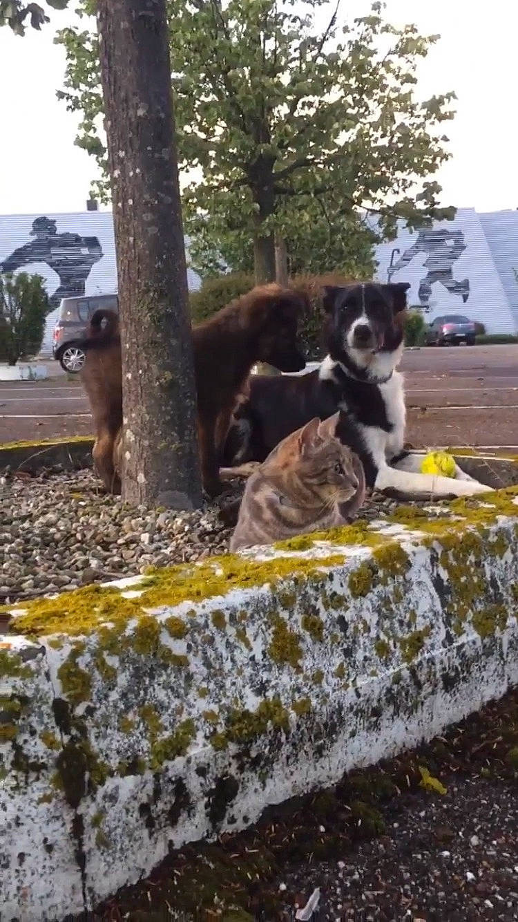 Soja a rejoint le concours — aidez-le/la à gagner de superbes lots ! building, canidae, carnivore, companion_dog, dog, dog_breed, felidae, grass, landscape, leisure, plant, recreation, rock, shade, sky, small_to_medium_sized_cats, sporting_group, tail, tree, wheel