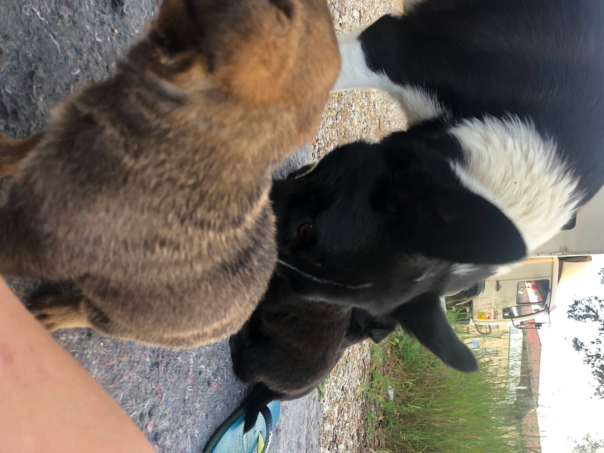 Soja a rejoint le concours — aidez-le/la à gagner de superbes lots ! canidae, carnivore, collar, dog, dog_breed, domestic_short_haired_cat, fawn, felidae, fur, grass, marsupial, plant, small_to_medium_sized_cats, snout, sporting_group, tail, terrestrial_animal, whiskers, window, working_animal