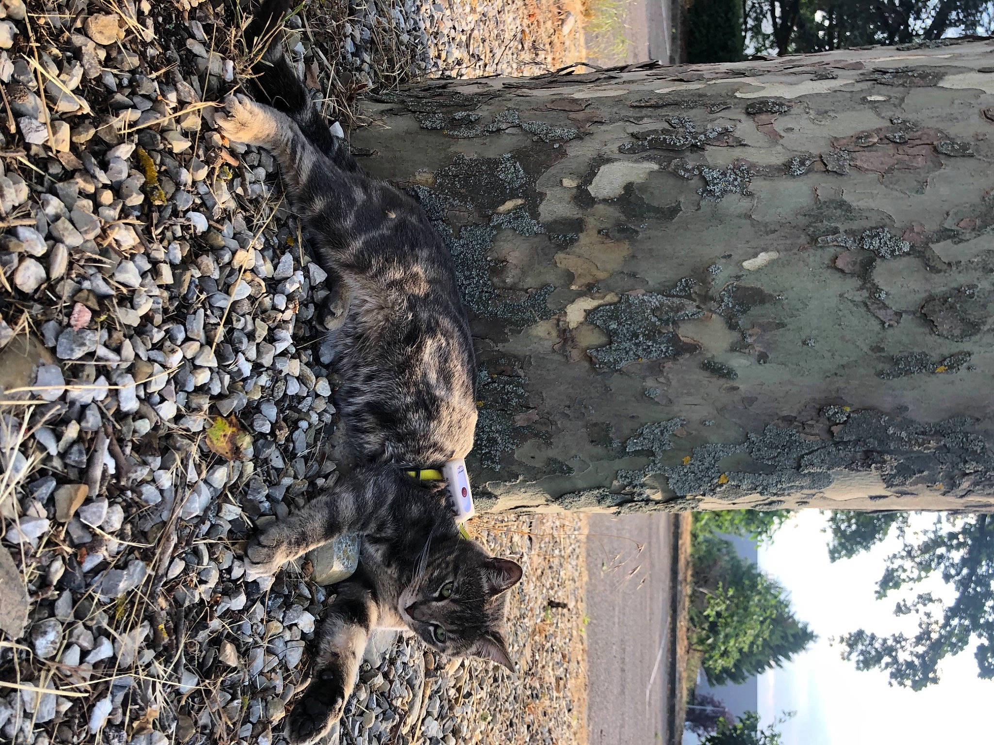 Keke a rejoint le concours — aidez-le/la à gagner de superbes lots ! felidae, grass, pattern, plant, rock, shadow, shrub, soil, sporting_group, tail, terrestrial_animal, tree, trunk, wood