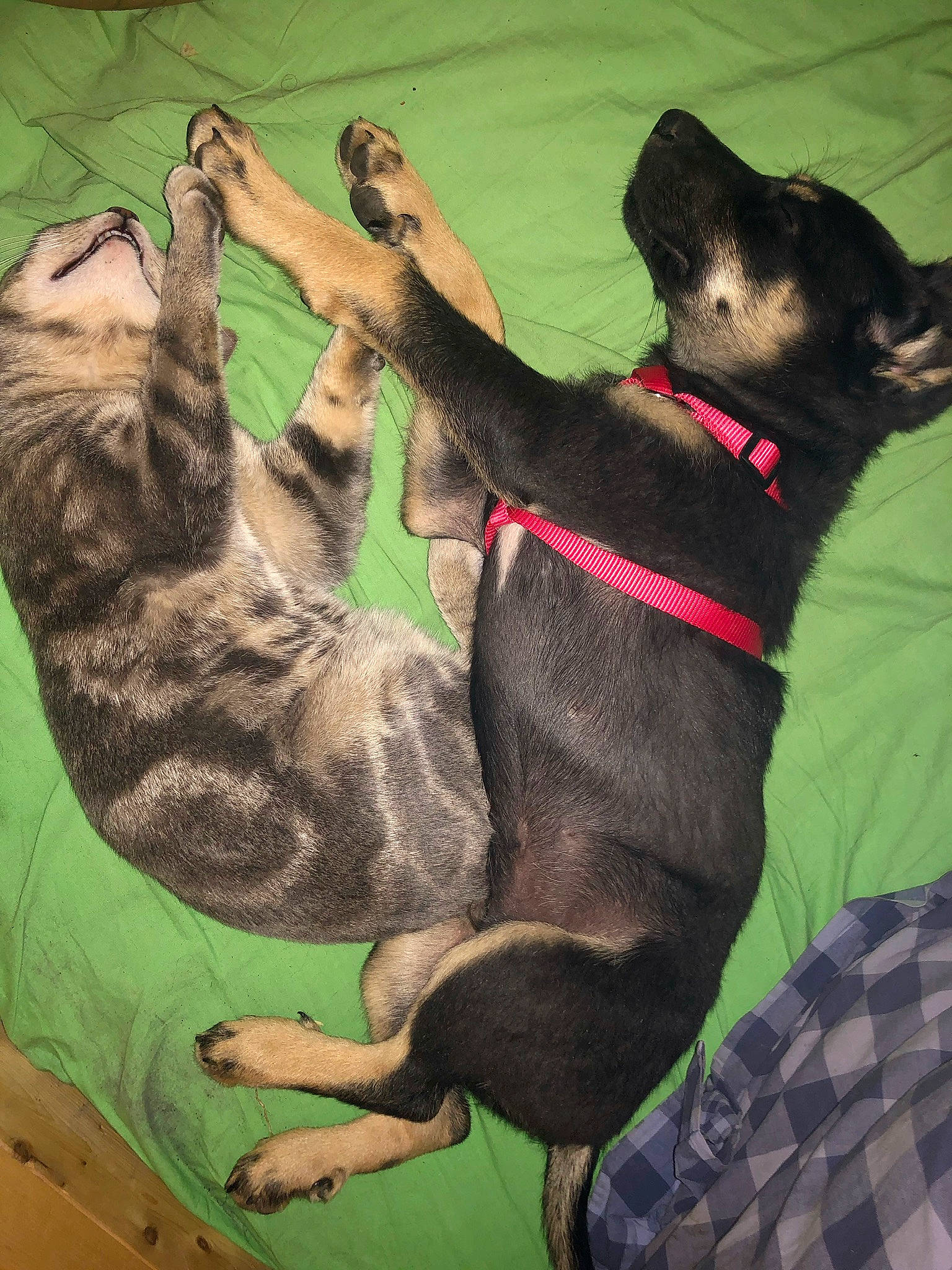 Keke participe au concours pour gagner de l'argent avec cette photo : art, canidae, carmine, carnivore, cat, collar, comfort, companion_dog, dog, dog_breed, domestic_short_haired_cat, felidae, foot, fur, pattern, small_to_medium_sized_cats, snout, sporting_group, tail, whiskers