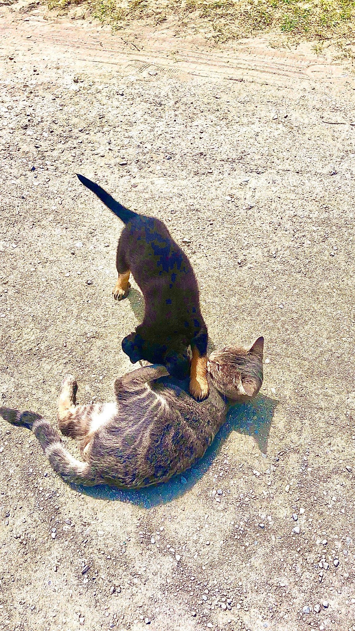 Keke participe au concours pour gagner de l'argent avec cette photo : asphalt, carnivore, cat, domestic_short_haired_cat, fawn, felidae, fur, grass, mammal, paw, road_surface, sand, shadow, small_to_medium_sized_cats, snout, soil, tail, terrestrial_animal, vertebrate, whiskers