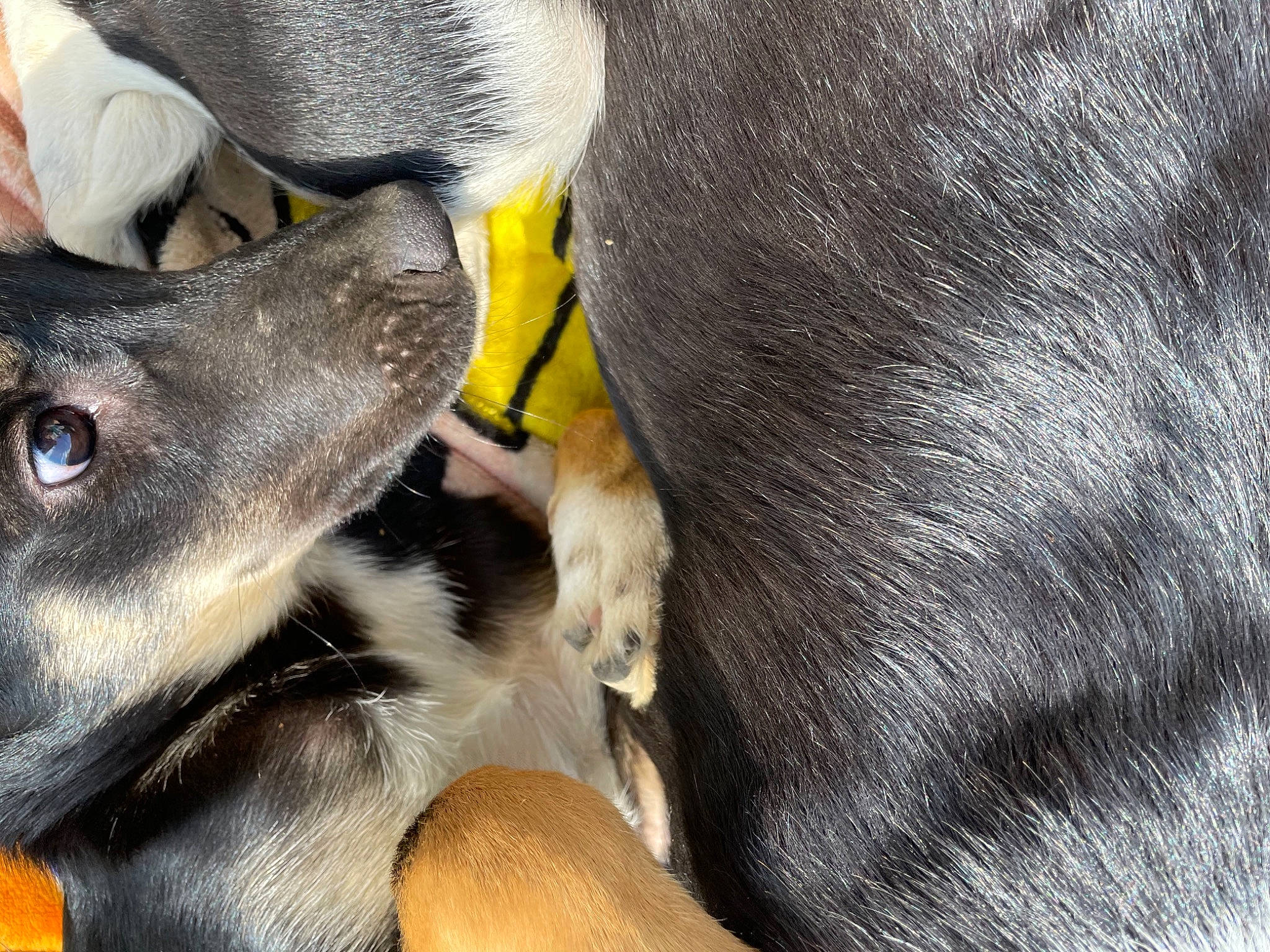 Pote a rejoint le concours — aidez-le/la à gagner de superbes lots ! canidae, carnivore, claw, comfort, companion_dog, dog_breed, ear, fawn, fur, human_leg, livestock, marsupial, non_sporting_group, paw, snout, sporting_group, terrestrial_animal, whiskers, working_animal