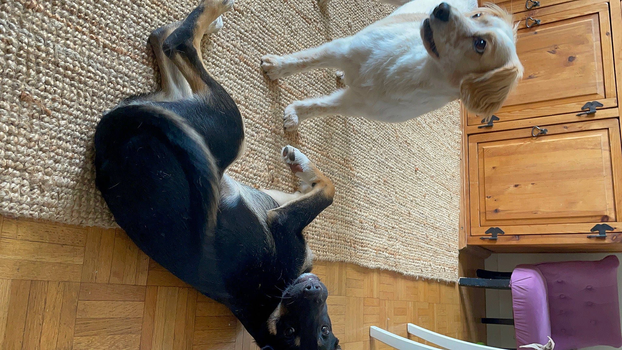 Pote participe au concours pour gagner de l'argent avec cette photo : art, companion_dog, dog, dog_breed, fawn, felidae, fur, guard_dog, mammal, metal, paw, sculpture, seabird, small_to_medium_sized_cats, statue, tail, terrestrial_animal, vertebrate, wood, working_animal