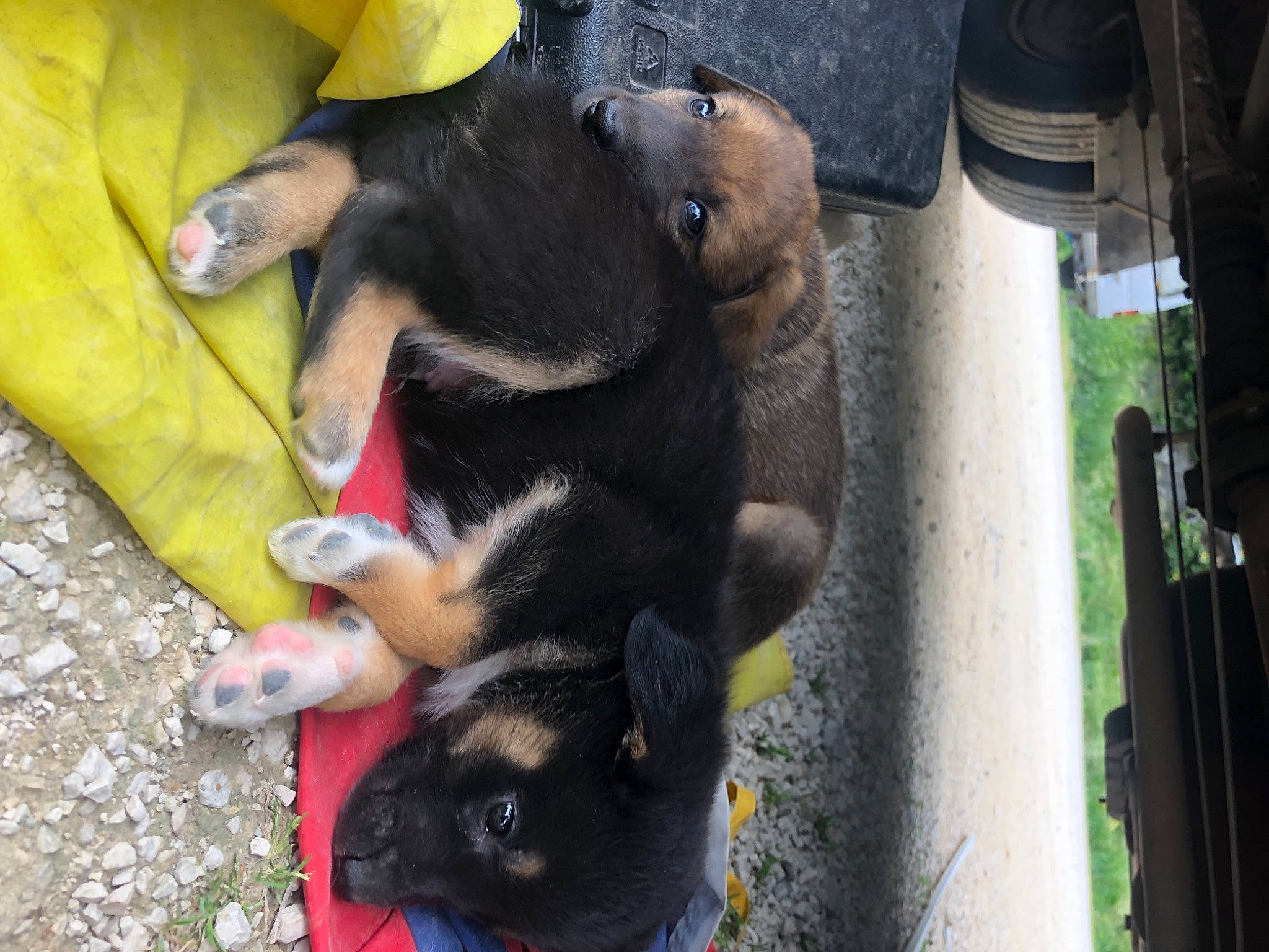 Pote a rejoint le concours — aidez-le/la à gagner de superbes lots ! automotive_tire, canidae, carnivore, claw, comfort, companion_dog, dog, dog_breed, fawn, foot, fur, guard_dog, nail, paw, snout, sporting_group, tail, toy_dog, working_animal, working_dog