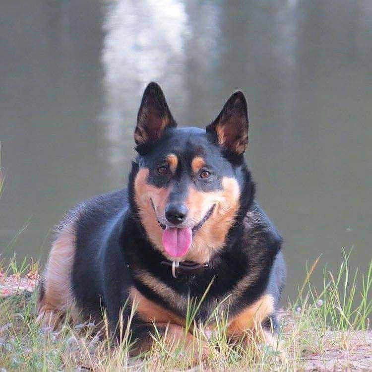 Jethro joined the competition — help win amazing prizes! canidae, carnivore, companion_dog, dog, dog_breed, herding_dog, plant, snout, sporting_group, terrestrial_animal, working_dog